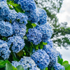 飛鳥山公園の紫陽花５