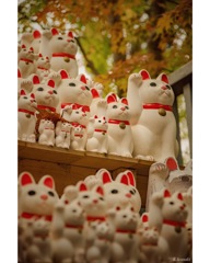 豪徳寺の招き猫