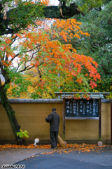 谷中霊園の紅葉