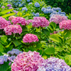 飛鳥山公園の紫陽花６