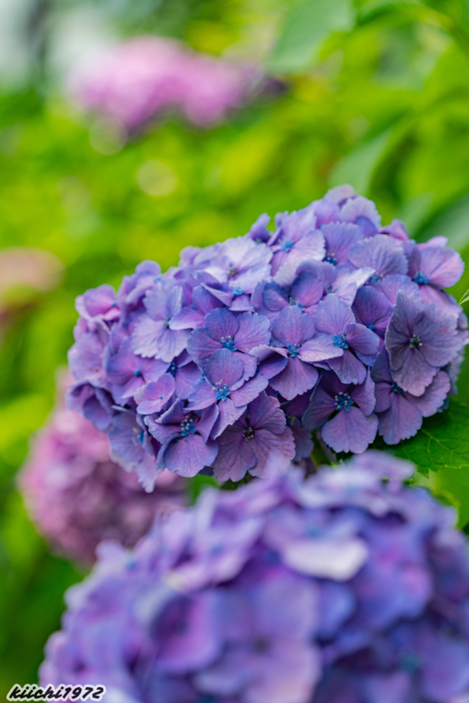 飛鳥山公園の紫陽花４