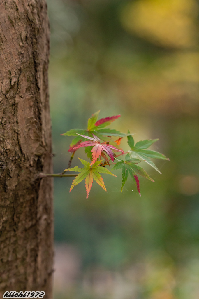 2020年：平林寺の紅葉１