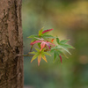 2020年：平林寺の紅葉１