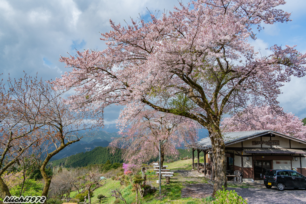 峠の茶屋の桜