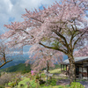 峠の茶屋の桜