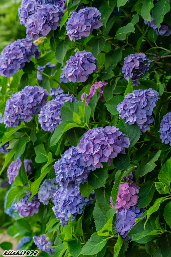 飛鳥山公園の紫陽花１