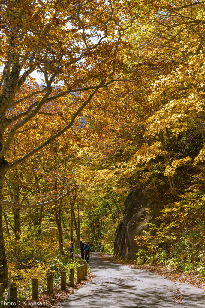 紅葉の国道291号