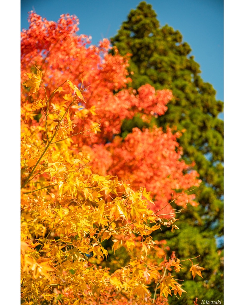 高野山の紅葉