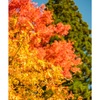 高野山の紅葉