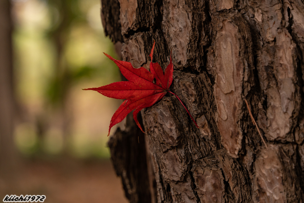 2020年：平林寺の紅葉２