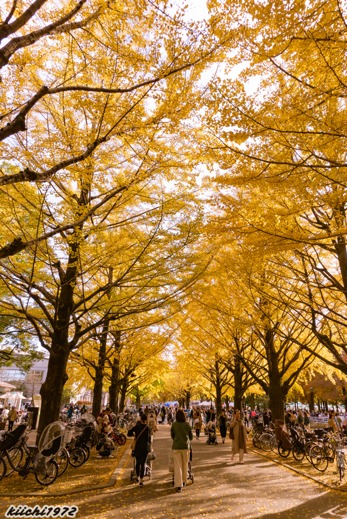 秋の光が丘公園２