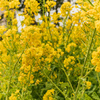 菜の花（2020年3月）