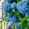 飛鳥山公園の紫陽花７