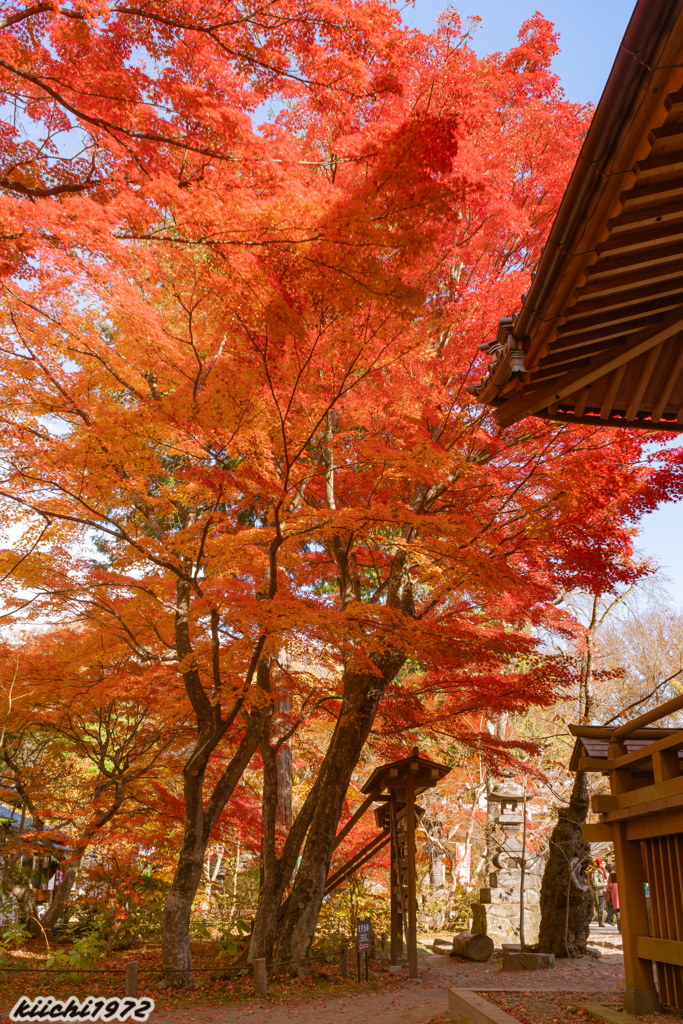 懐古園の紅葉５