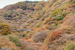 碓氷川橋梁と紅葉：２０２０年