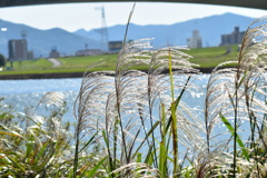 すすき