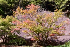 雷山千如寺　紅葉の始まり