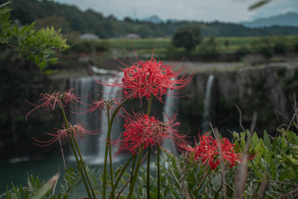 彼岸花のいざない