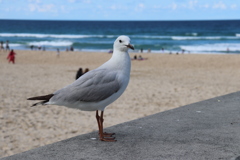 ウミネコ