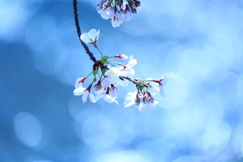 涼桜