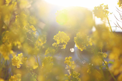 Embraced by the warm winter light