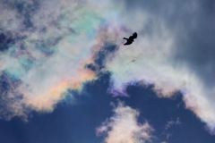 彩雲とトンビ