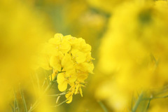 菜の花を見つけました