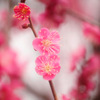 紅梅