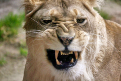 Lioness 