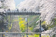 山北桜祭り