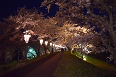 夜桜