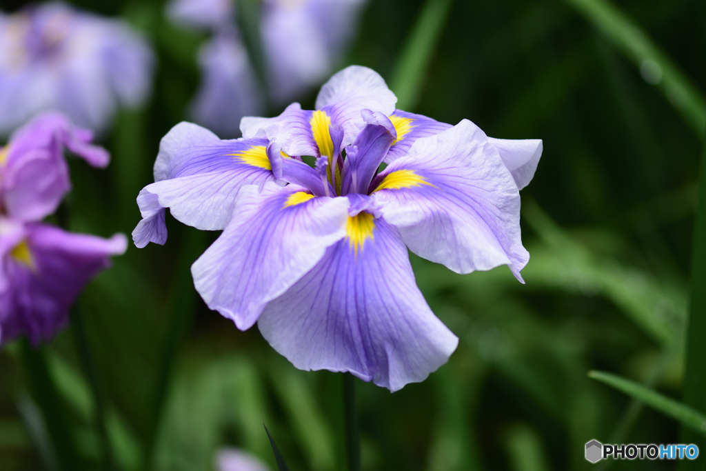 花菖蒲