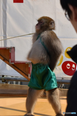 お猿さん