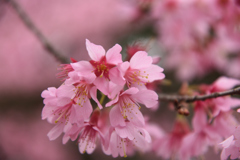 大船フラワーセンター 桜