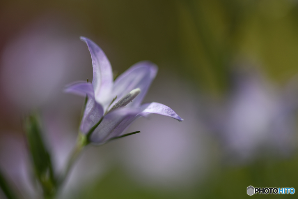 春の花2