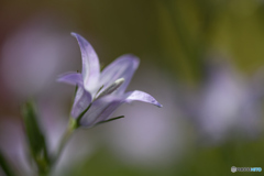 春の花2