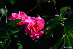 日だまりの中で