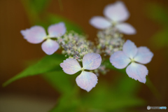 トカラの桜