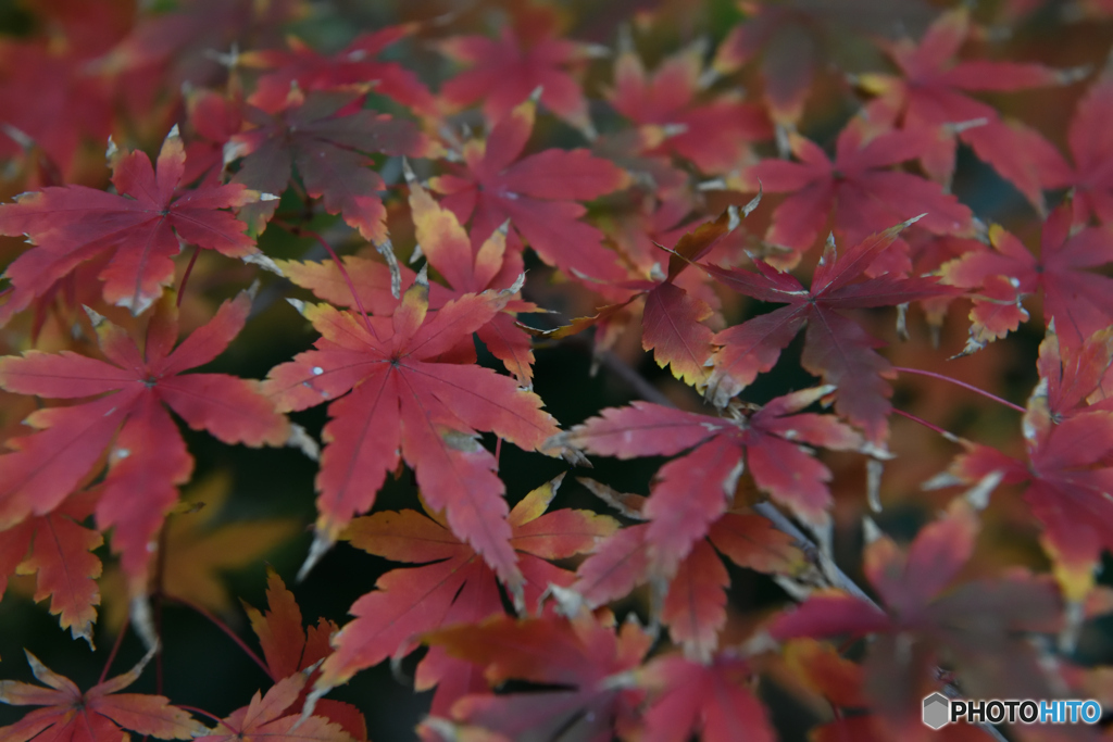 鎌倉　長谷寺　紅葉4