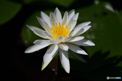純白