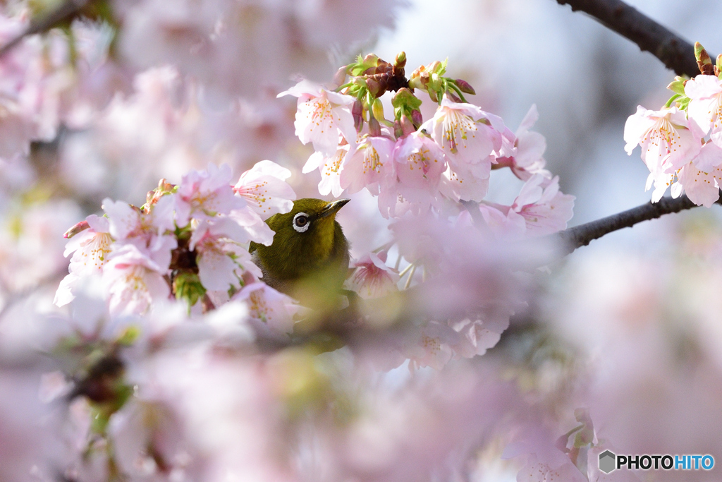 ちょいと出ました