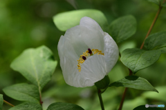 山芍薬