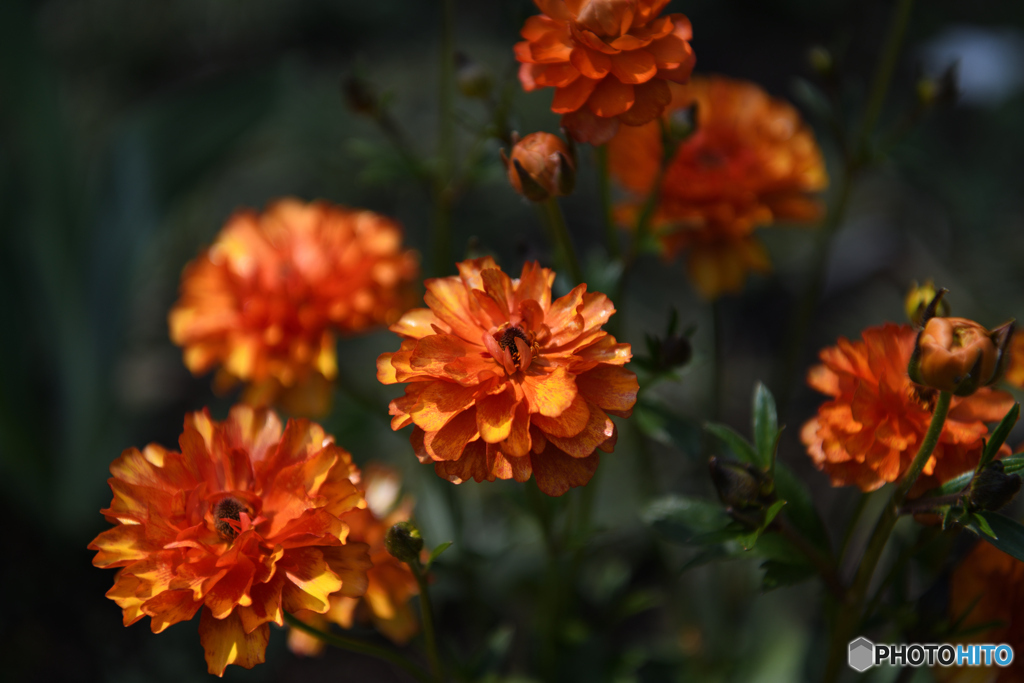 港の見える丘公園の花3