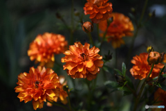 港の見える丘公園の花3