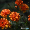 港の見える丘公園の花3