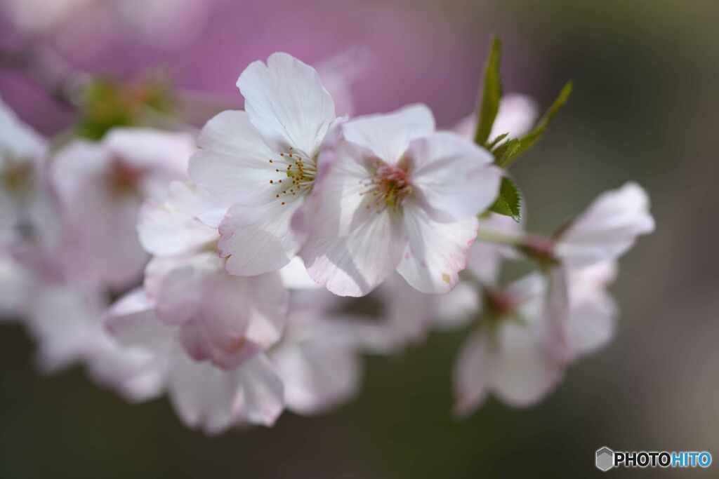 御殿場桜2