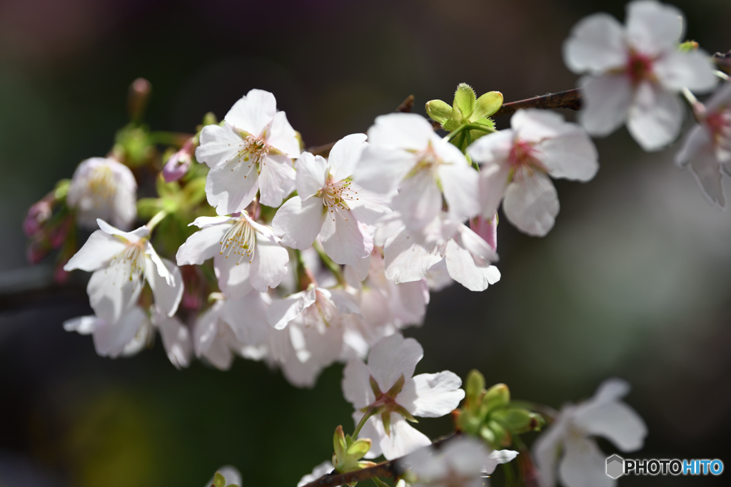 玉縄桜