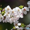 玉縄桜