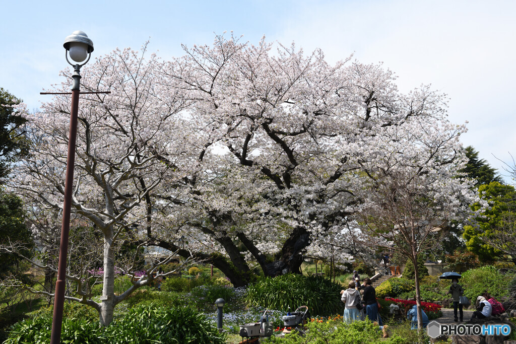 港の見える丘公園　桜2