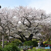 港の見える丘公園　桜2